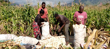 225 farming households in Phalombe expected to be food secure 1 Farmers at Nkhulambe in Phalombe packing their maize harvest in bags. Pic Linda Likomwa Mana