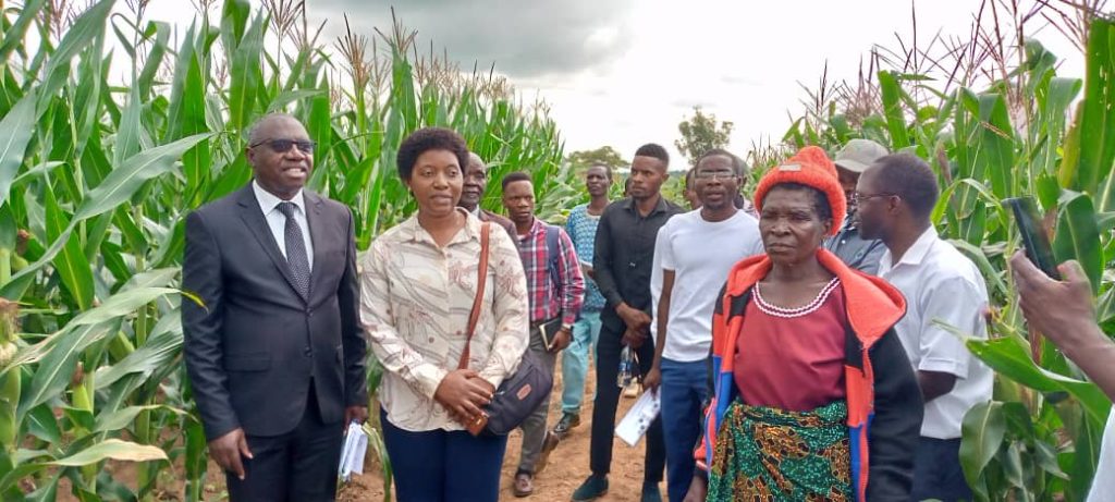 BT maize trials excite MPs, smallholder farmers in Malawi 2 Prof Kaunda left MP Gadama and farmers appreciating the BT maize at the Confined Field Trial site at Bunda Campus Photo by Watipaso Mzungu