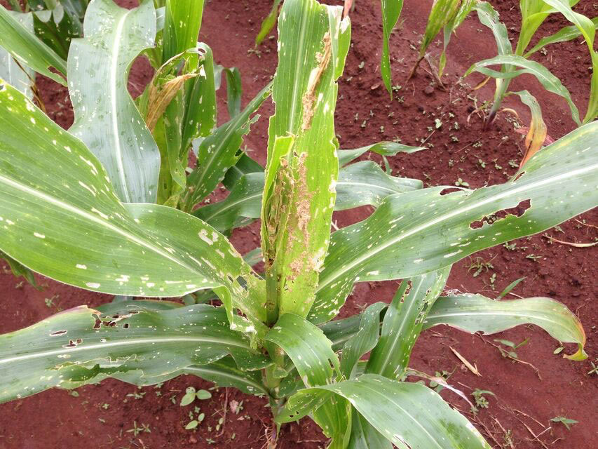 Fore Armyworms