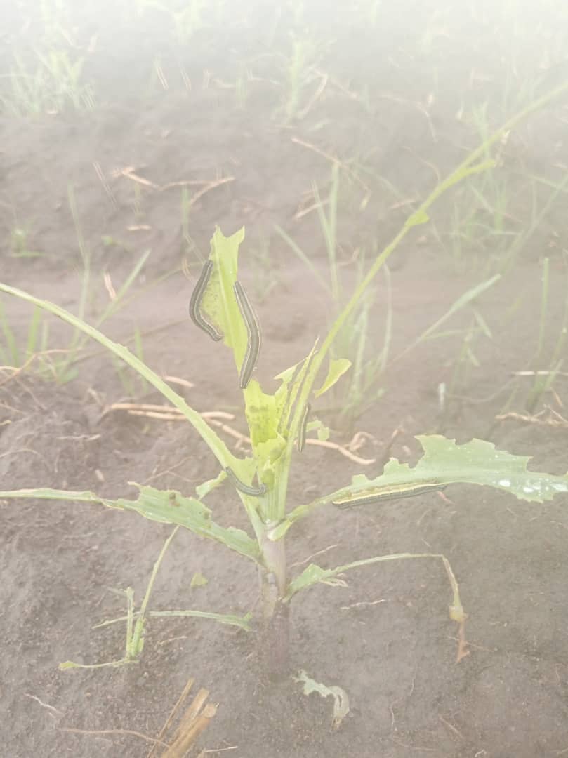 african armyworms attacks maize crops