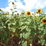 Field day 3 sunflower
