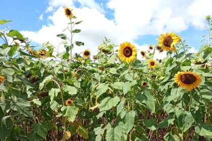 Field day 3 sunflower