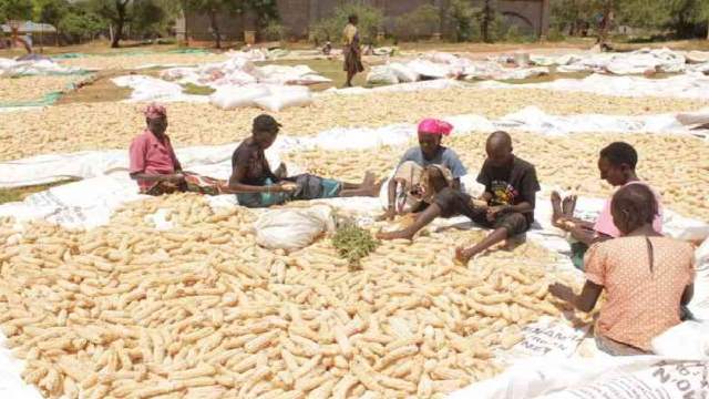 Approximately 89% farmers harvested early to prevent theft 1 Harvest maize shelling
