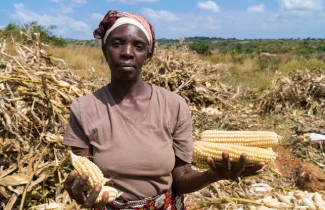 Approximately 89% farmers harvested early to prevent theft 2 Harvest woman farmer