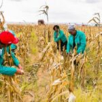 Harvesting cover sulom