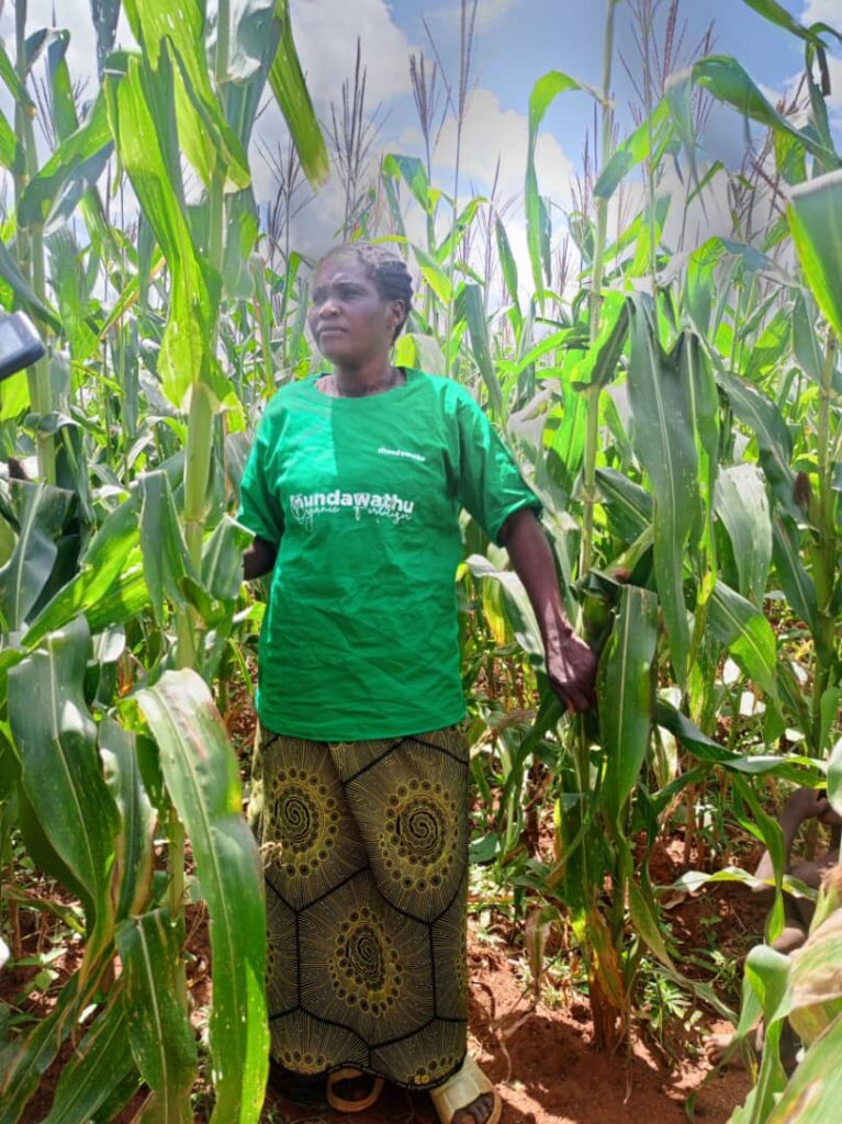 Mundawathu Organic Fertilizer transforms lives of farmers in Malawi 1 Mundawathu Organic Fertilizer 2 Mundawathu Organic Fertilizer