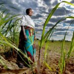Non economic loss and damage post-harvest losses